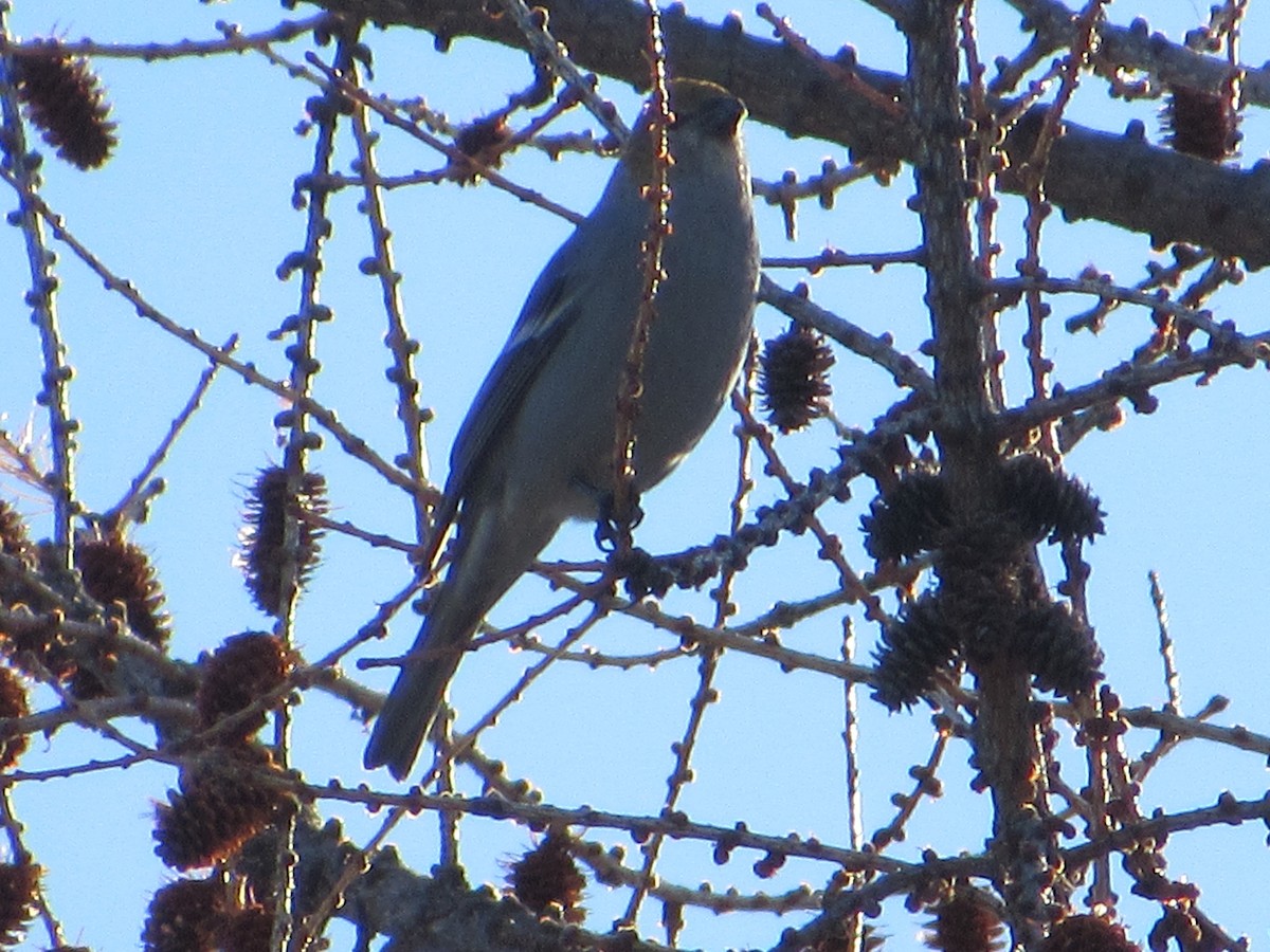 Pine Grosbeak - ML527575151