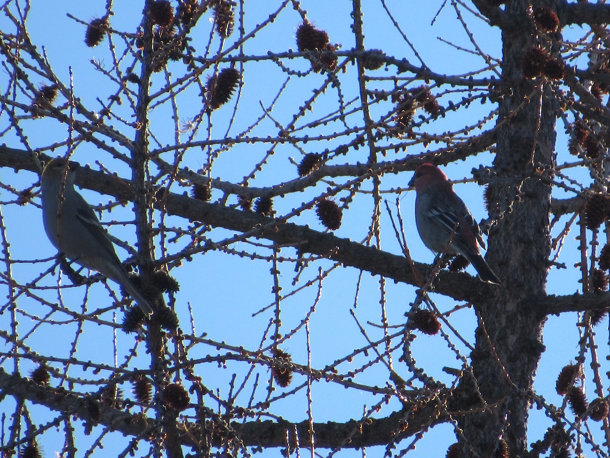 Pine Grosbeak - ML527575161