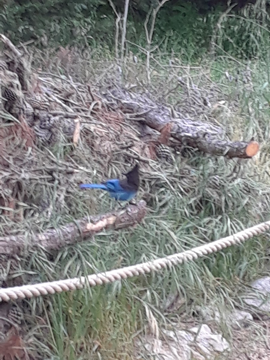 Steller's Jay - Moses Michelsohn