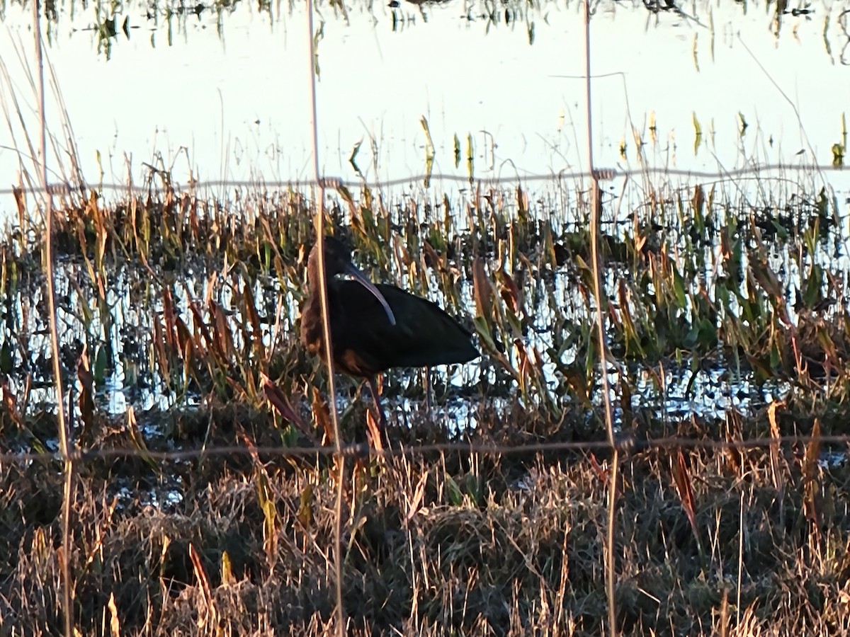 ibis americký - ML527576341