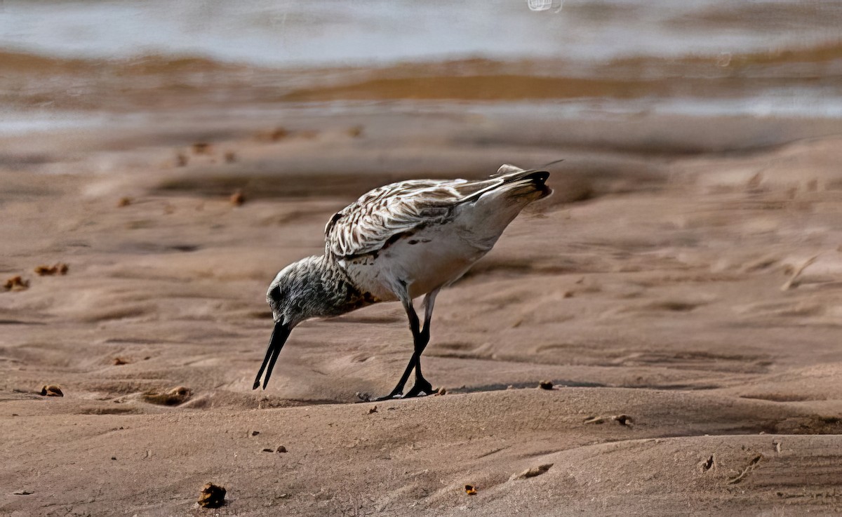 Great Knot - ML527576951