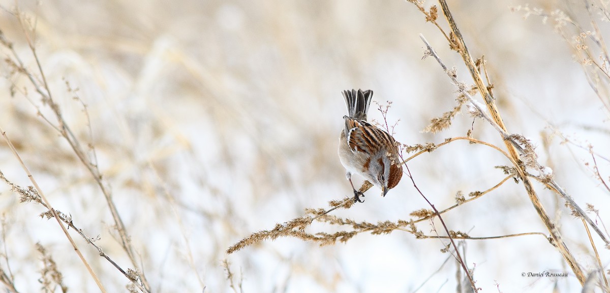 American Tree Sparrow - ML527577071