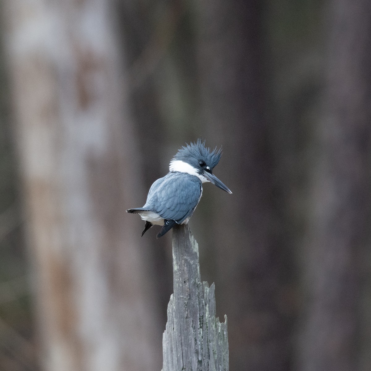 Belted Kingfisher - ML527578971