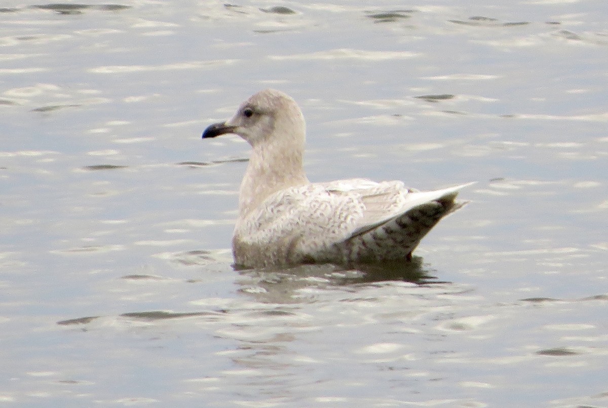 Iceland Gull (kumlieni/glaucoides) - ML527579781