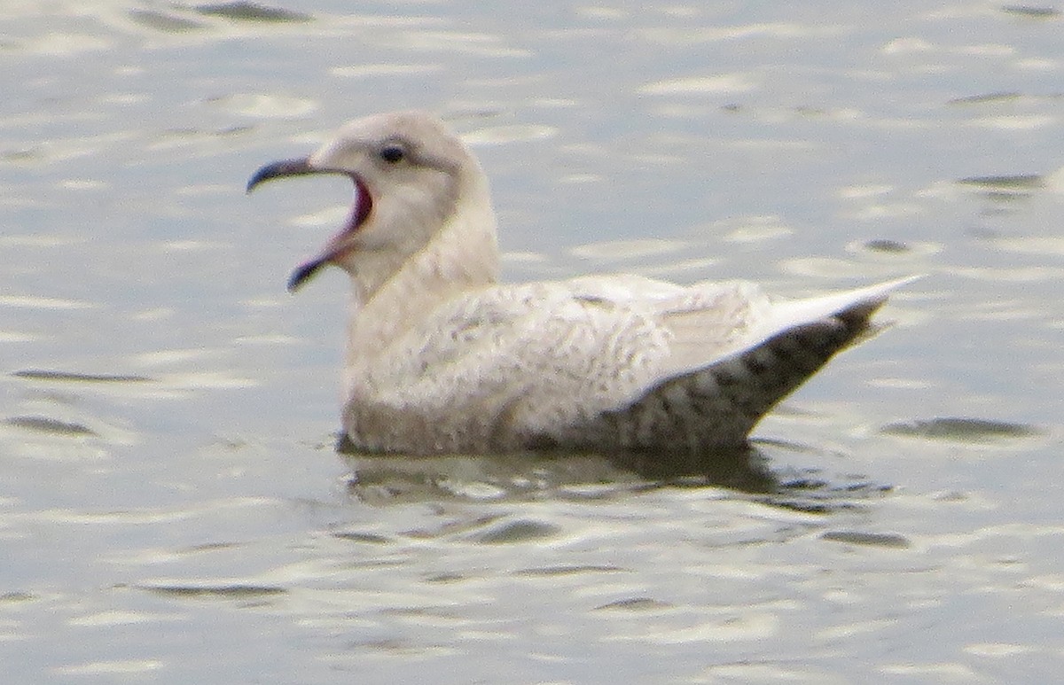 Iceland Gull (kumlieni/glaucoides) - ML527579801