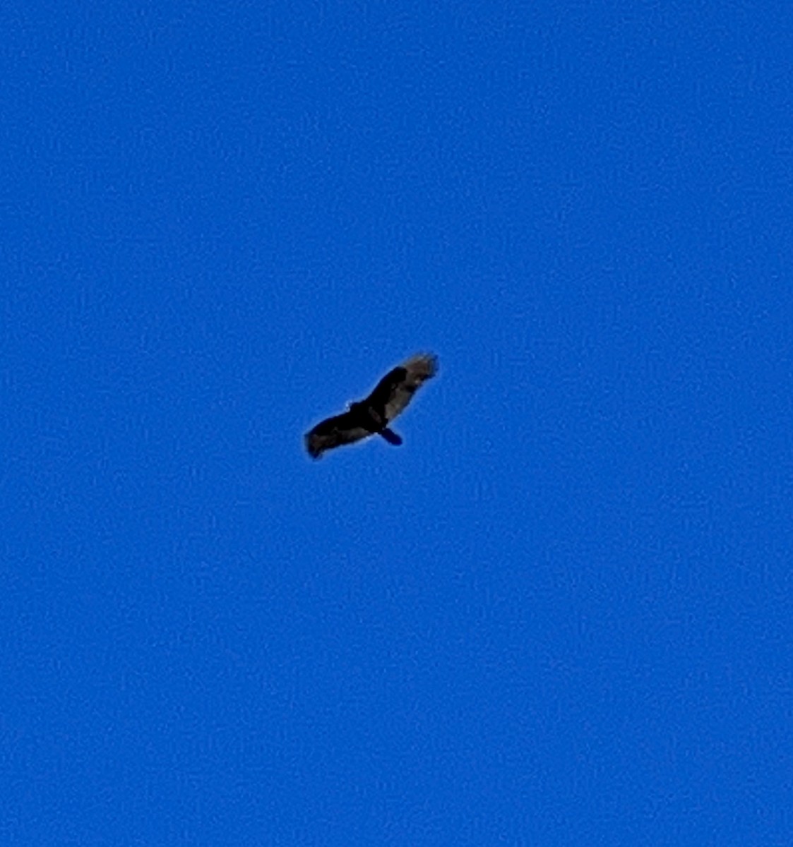 Turkey Vulture - ML527580581