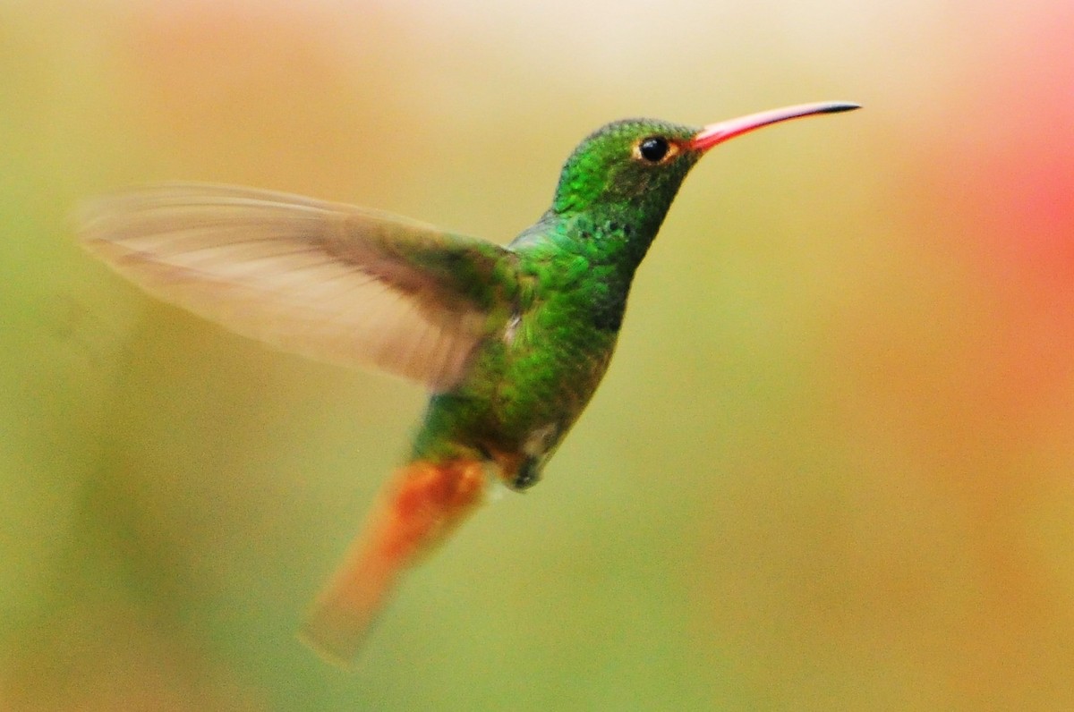 Rufous-tailed Hummingbird - ML52758121