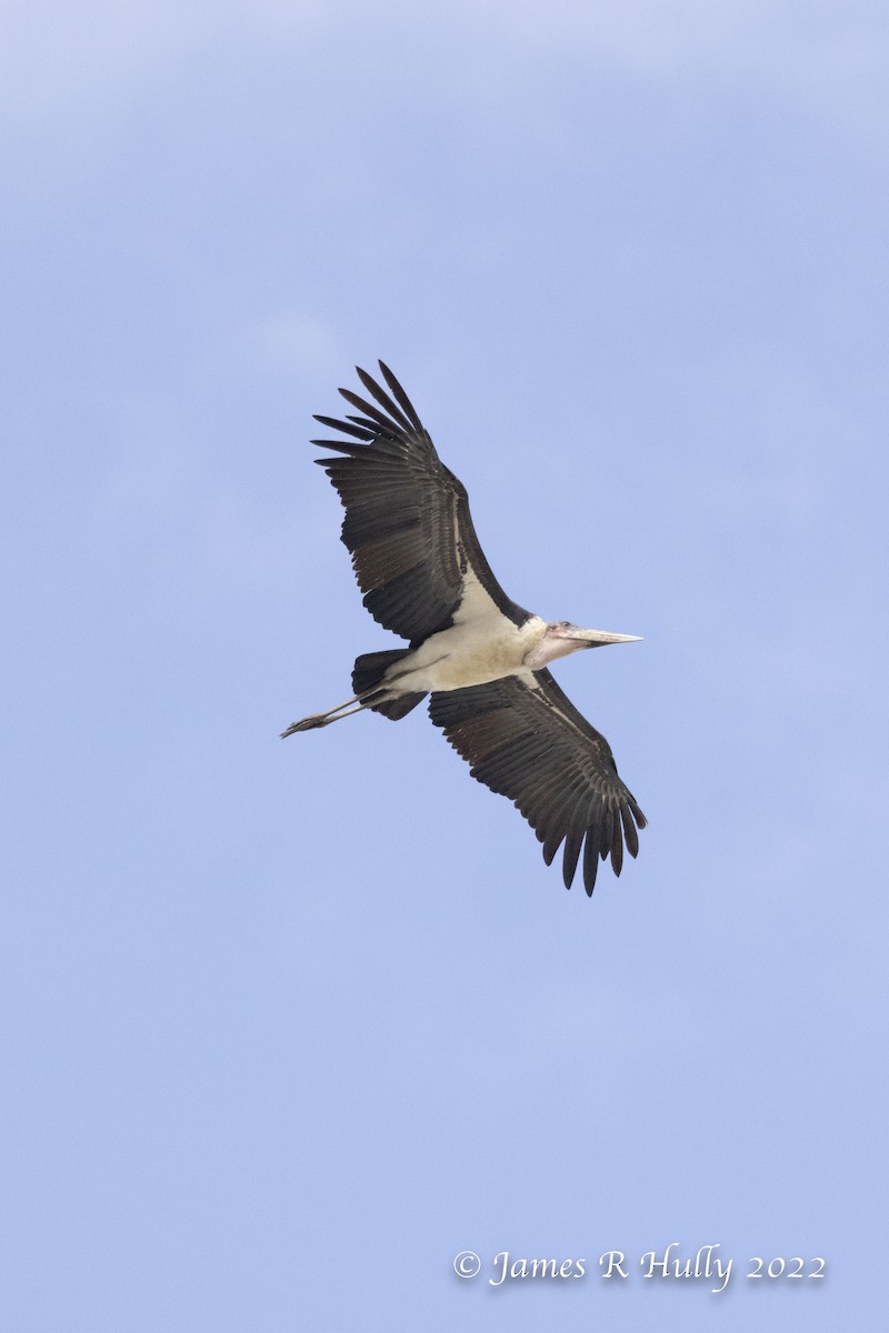 Marabou Stork - ML527581381