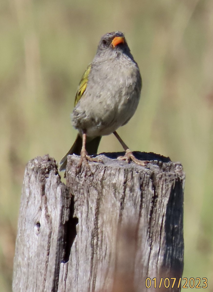 Great Pampa-Finch - ML527582451