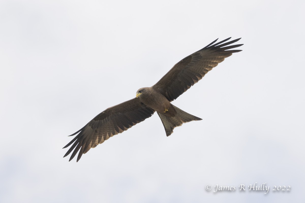 Black Kite (Yellow-billed) - ML527582731