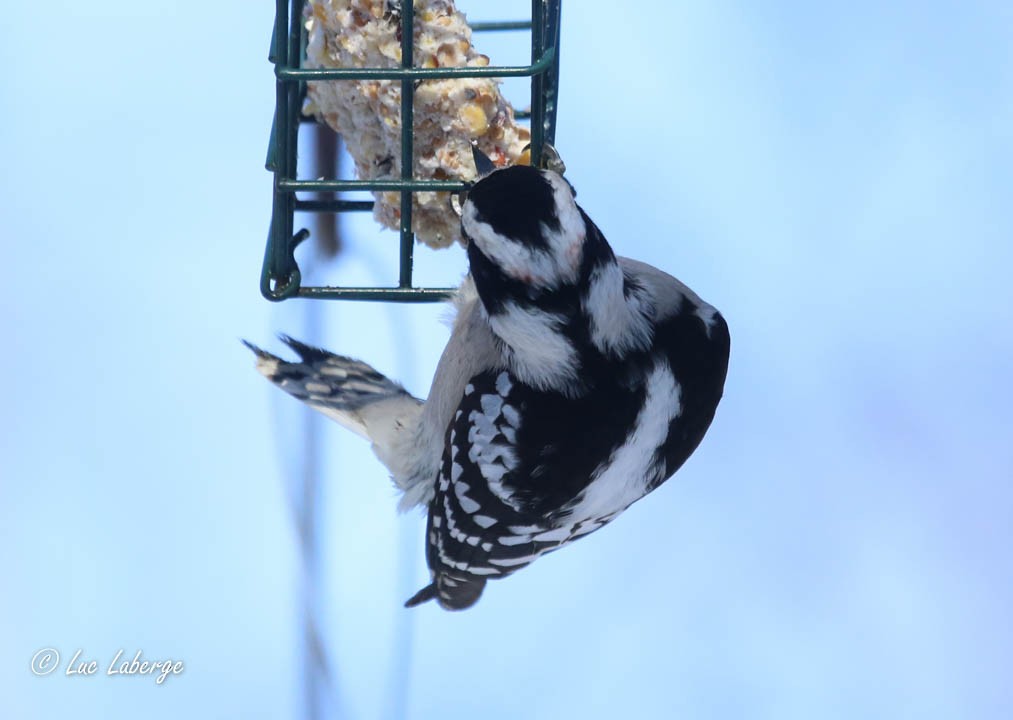 Downy Woodpecker - ML527583661