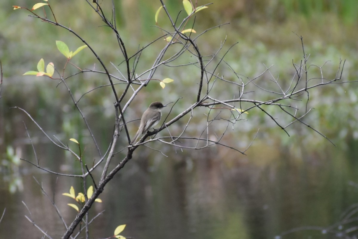 Eastern Phoebe - ML527583761