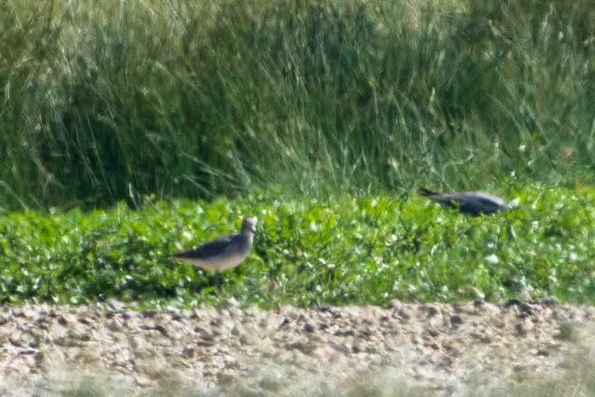 Wood Sandpiper - ML527583961