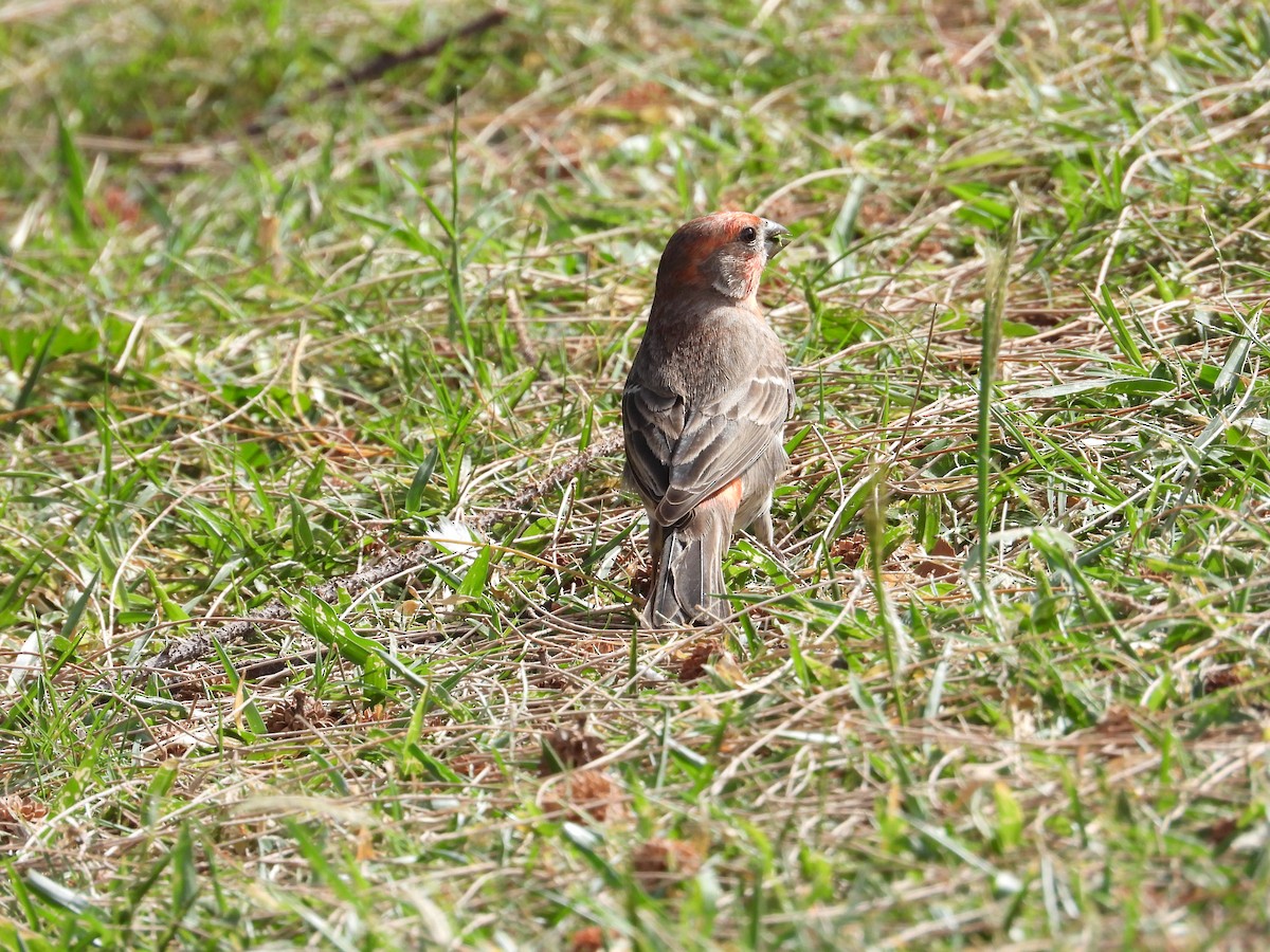 House Finch - ML527584181