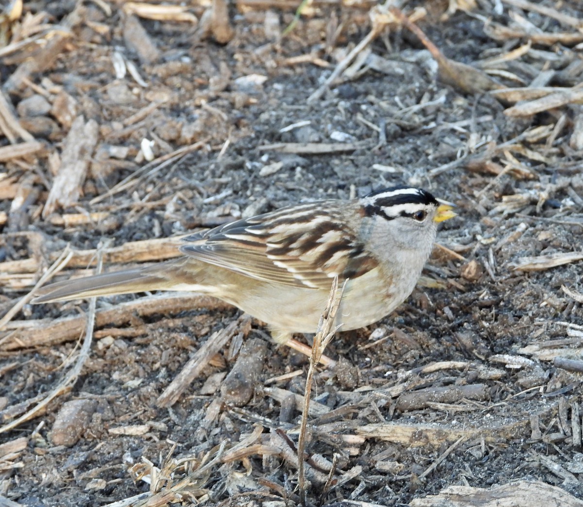 Bruant à couronne blanche - ML527584671