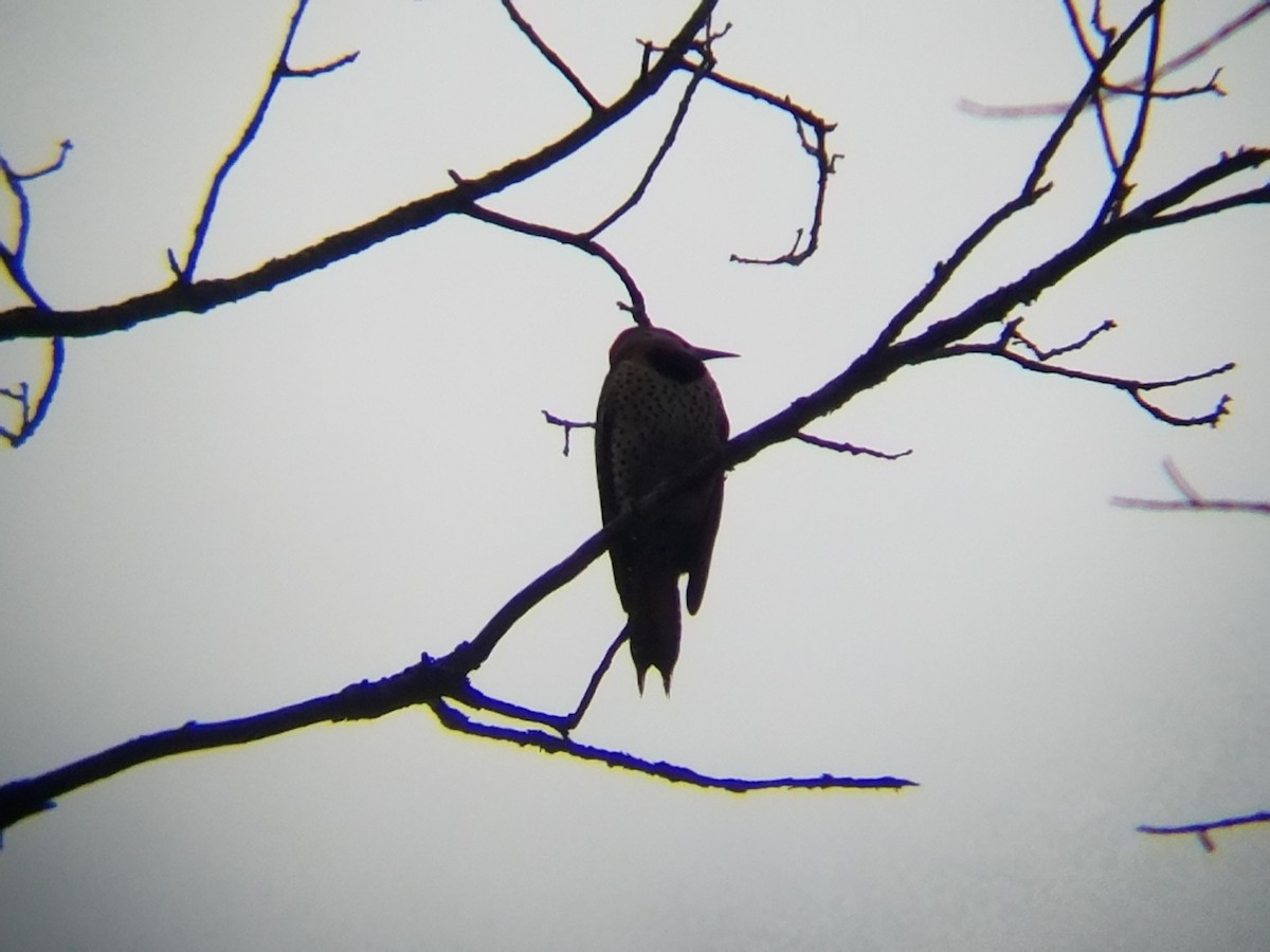 Northern Flicker - ML52758541