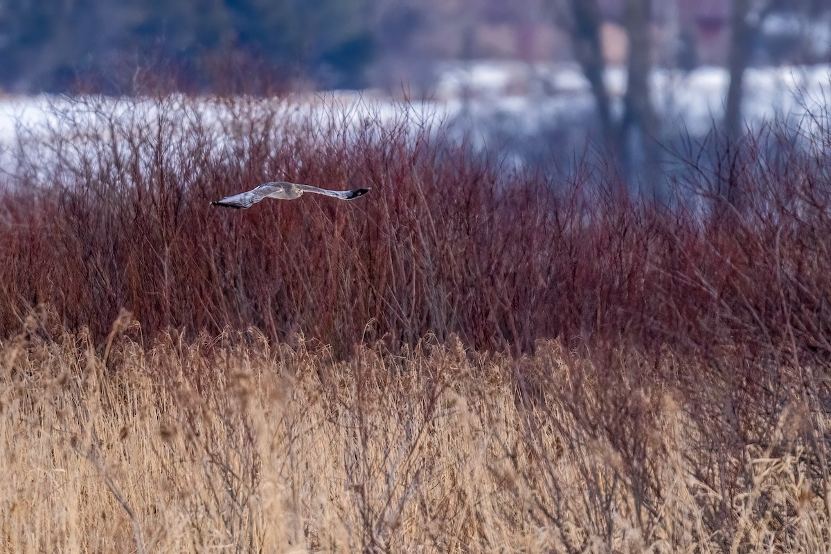 Northern Harrier - ML527586231