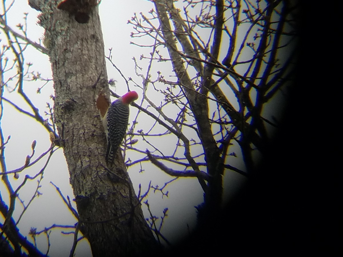 Red-bellied Woodpecker - ML52758651