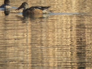 Löffelente - ML527587111