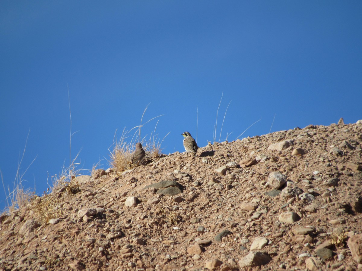 Horned Lark - ML527587581