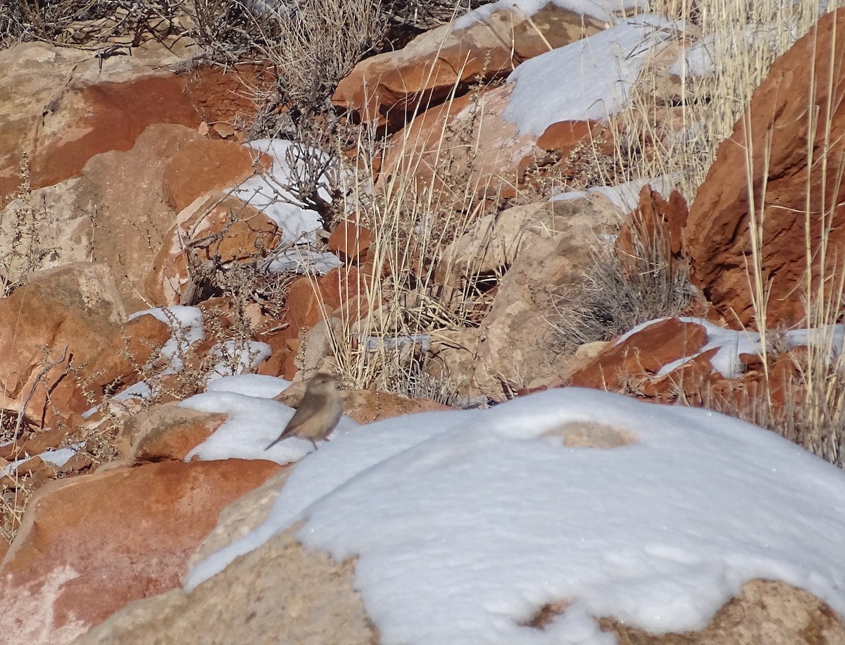 Rock Wren - Robert Solomon