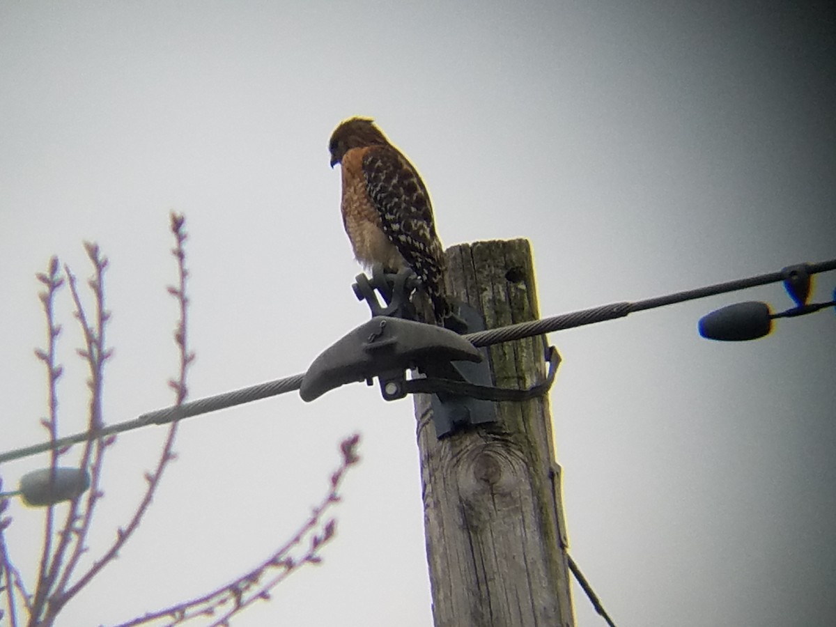 Red-shouldered Hawk - ML52758871