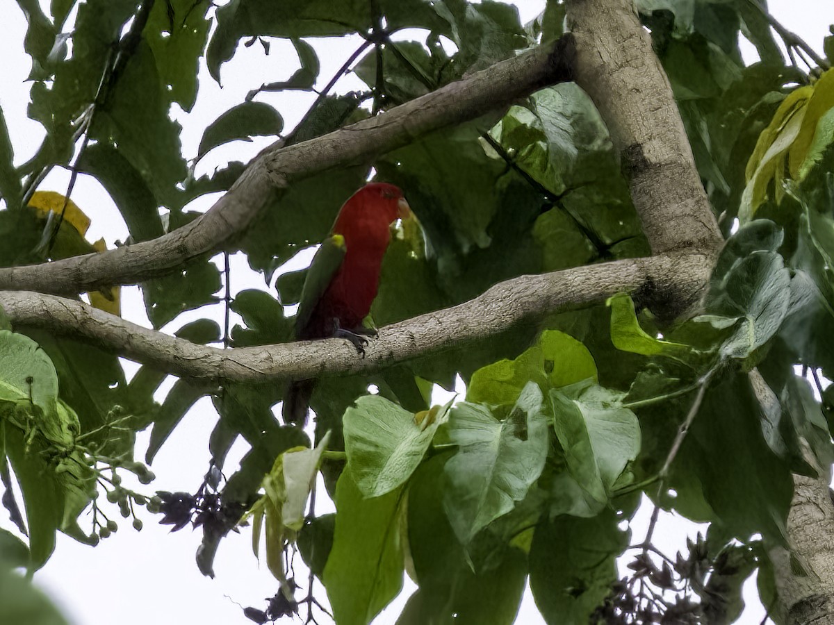 Chattering Lory - David and Kathy Cook