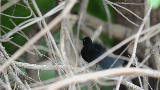 Black Catbird - ML527589741