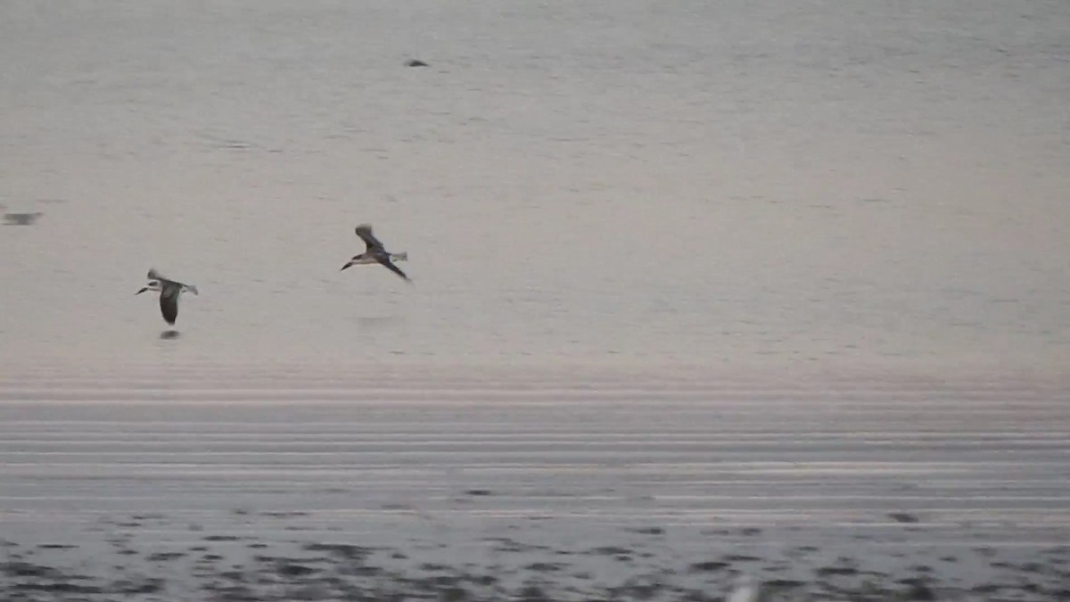 Black Skimmer - ML527590321