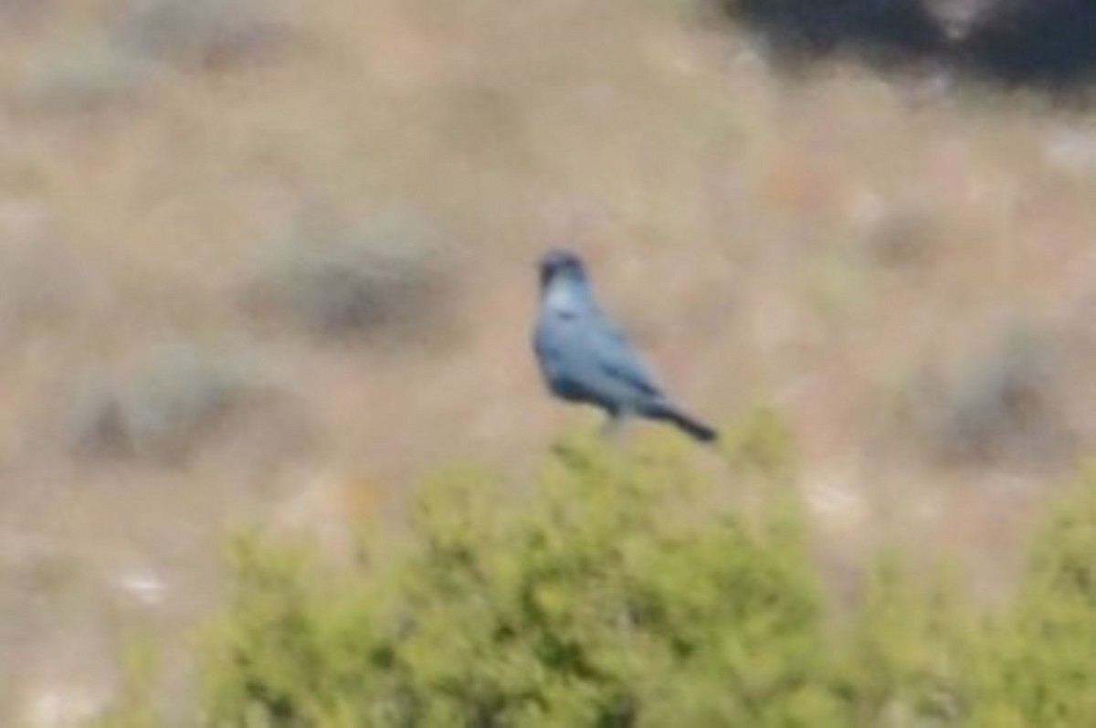 Pinyon Jay - Mark Freeman