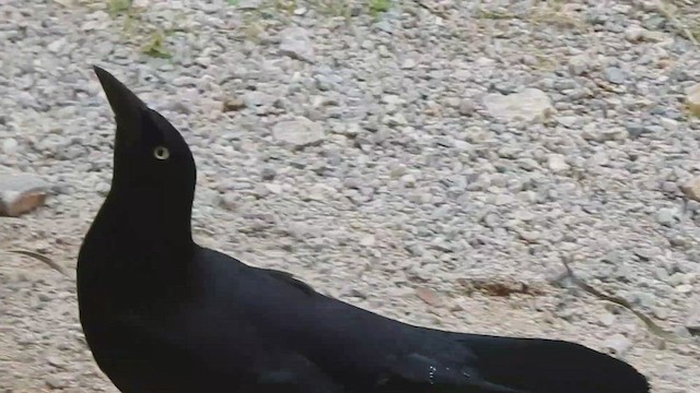 Greater Antillean Grackle - ML527591481