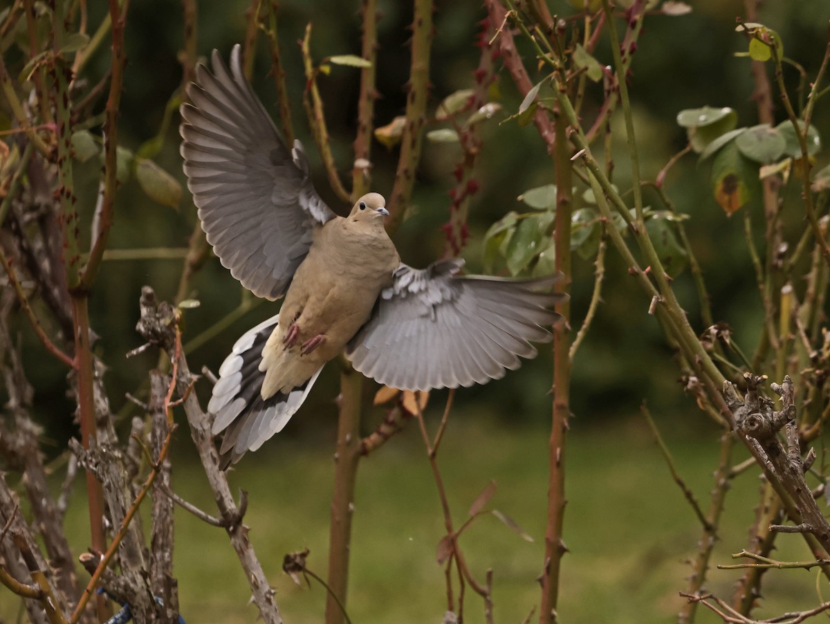 Mourning Dove - ML527591811