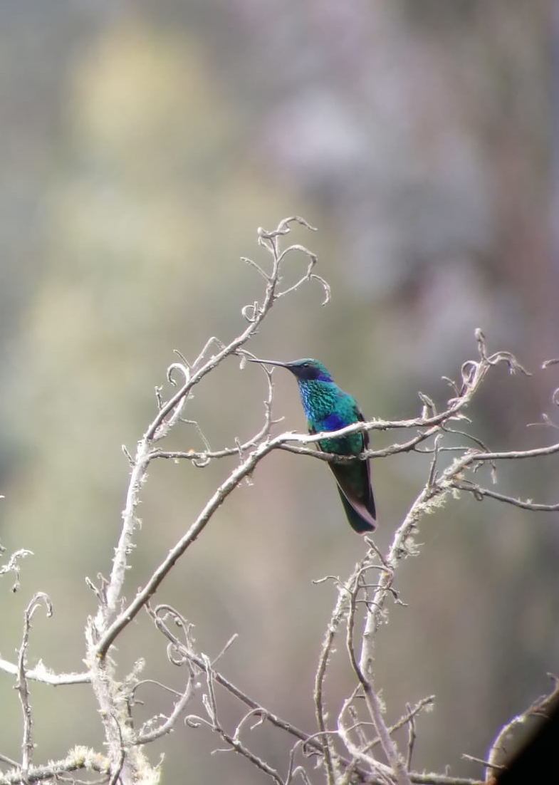 Sparkling Violetear - Peru Women Birders - PWB