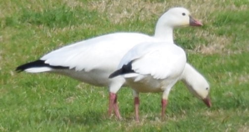 Ross's Goose - ML527594971