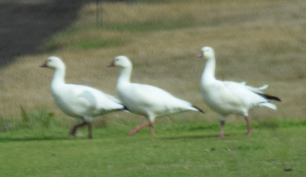 Ross's Goose - ML527594981