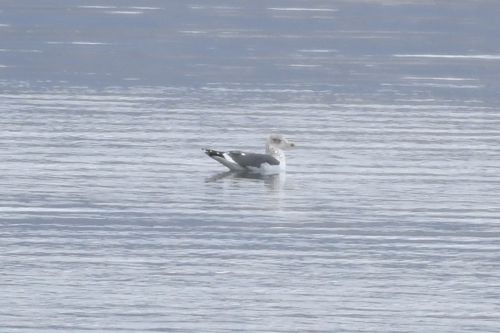 Lesser Black-backed Gull - ML527595141