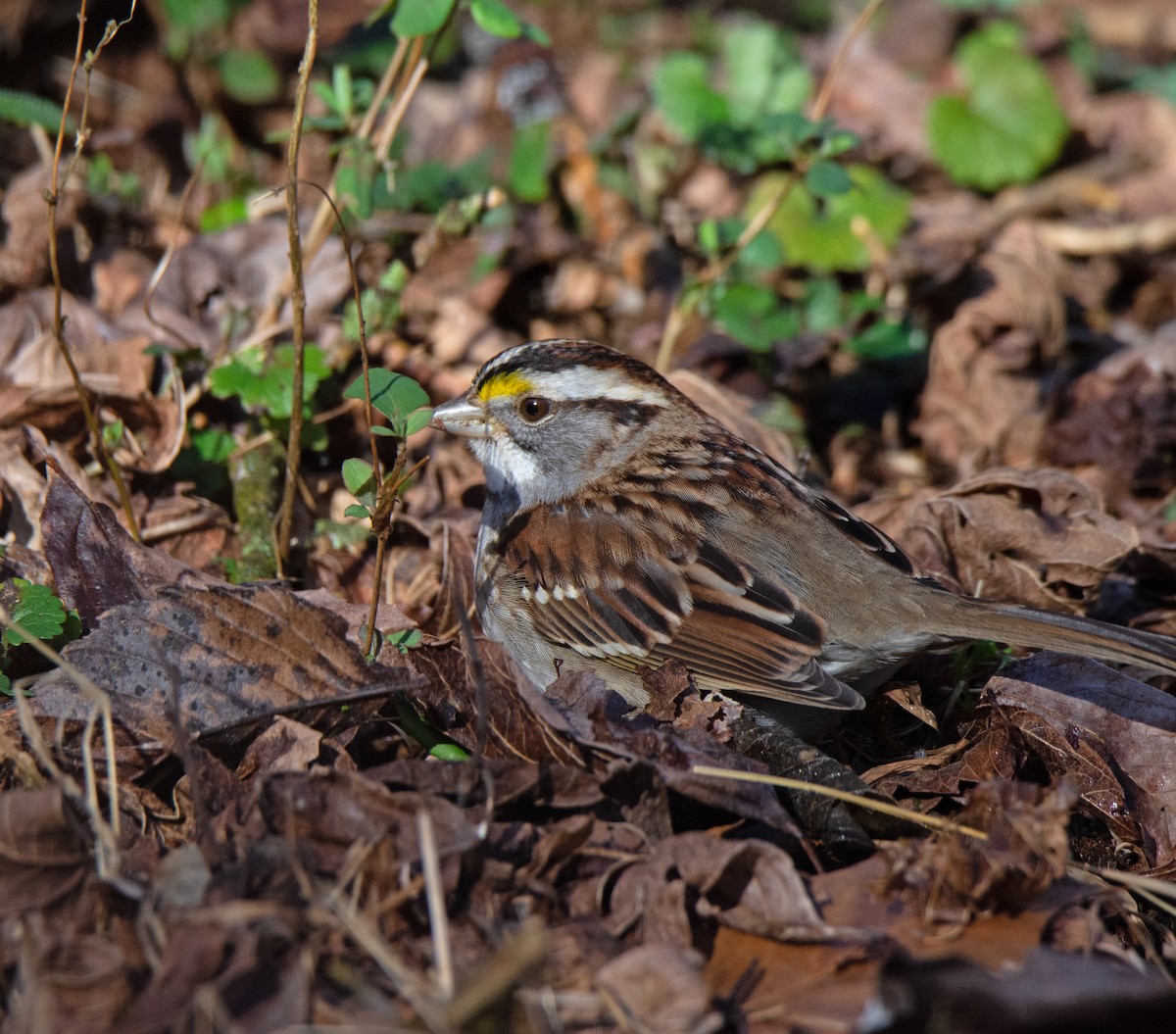 White-throated Sparrow - ML527596651