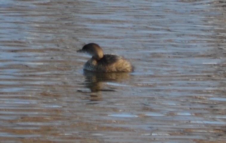 Pied-billed Grebe - ML527597821