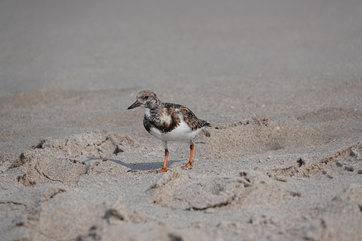 Ruddy Turnstone - ML527597901