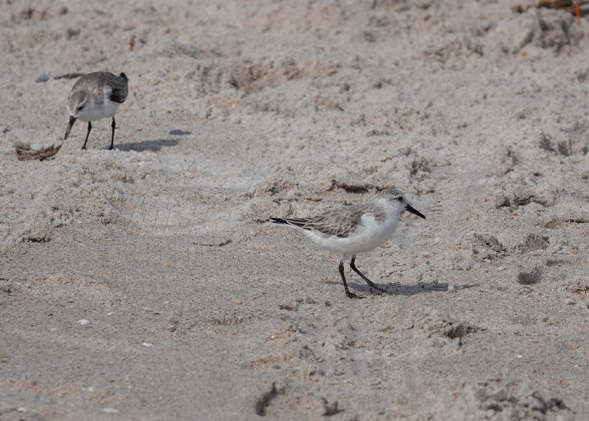 Bécasseau sanderling - ML527598021