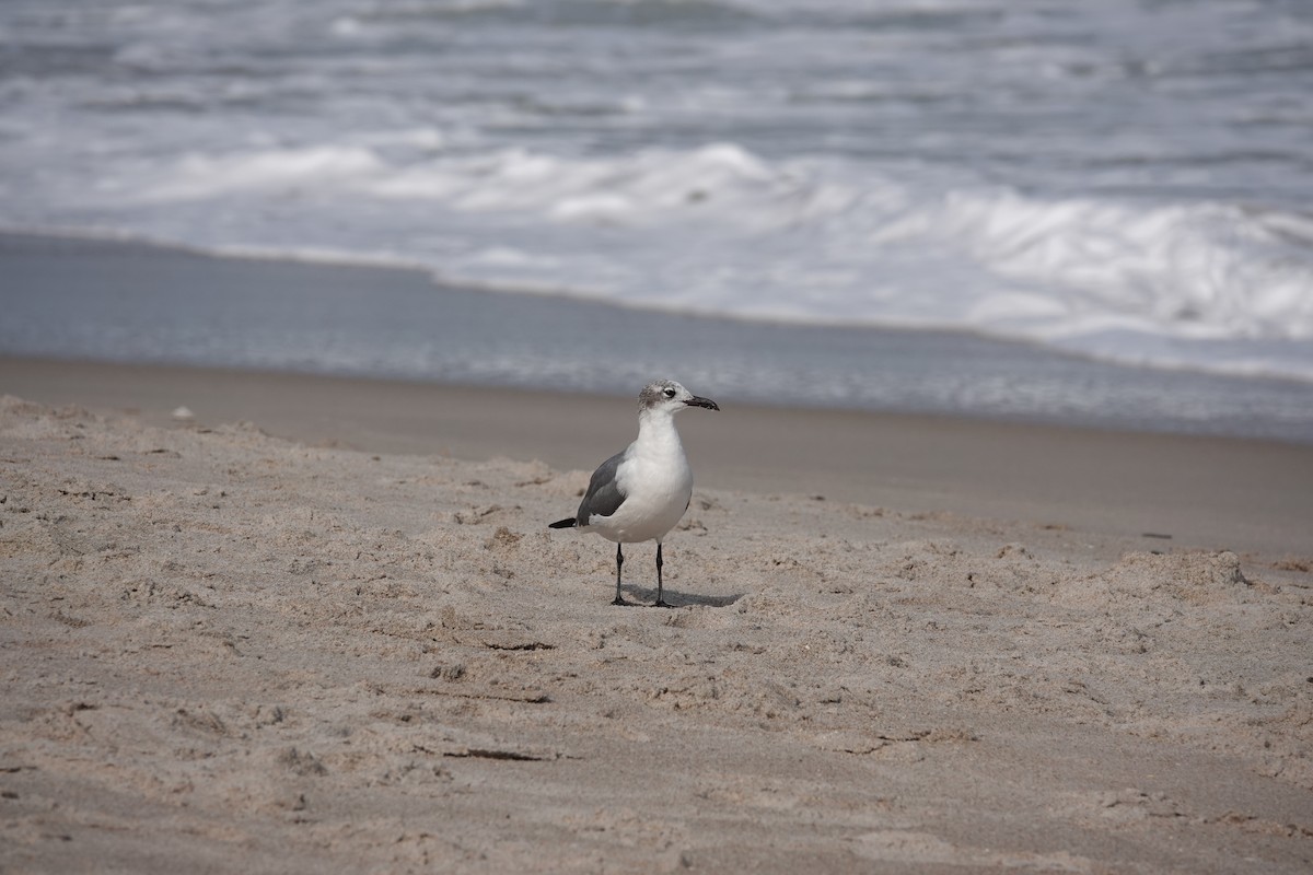 Gabbiano sghignazzante - ML527598141