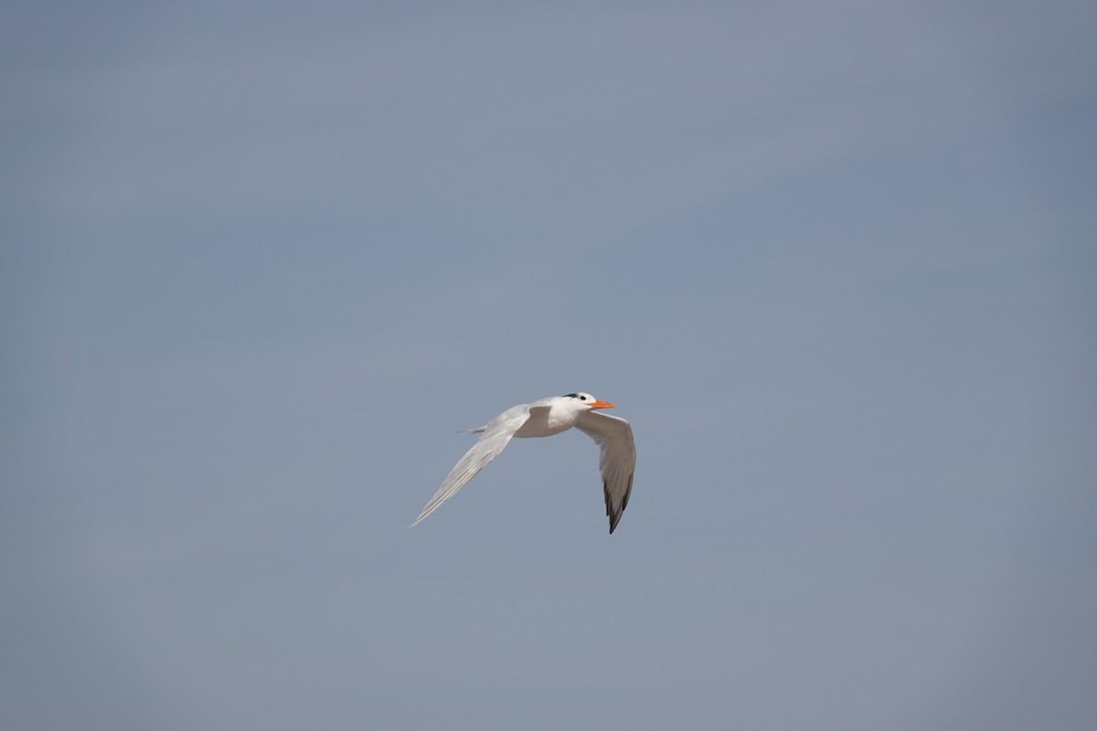 Royal Tern - ML527598181