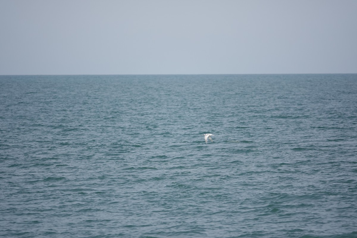 Sandwich Tern - ML527598301