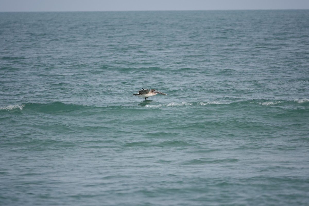 Brown Pelican - ML527598431