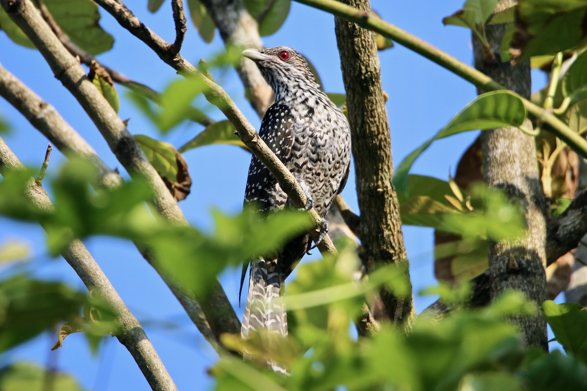 Asian Koel - Saji P Mathew OFM