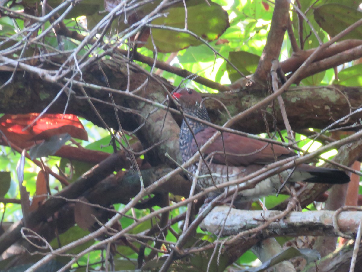 Scaled Pigeon - ML527599841