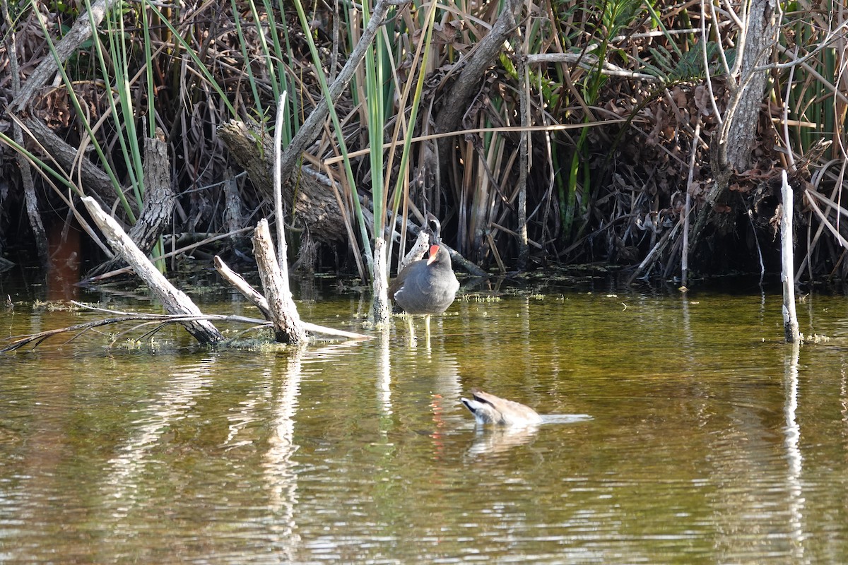 Common Gallinule - ML527600311