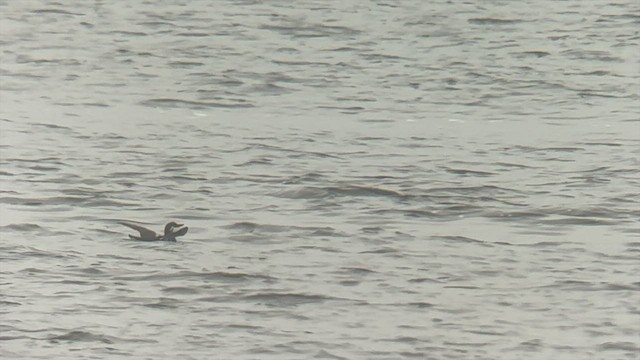 Common Murre - ML527601281