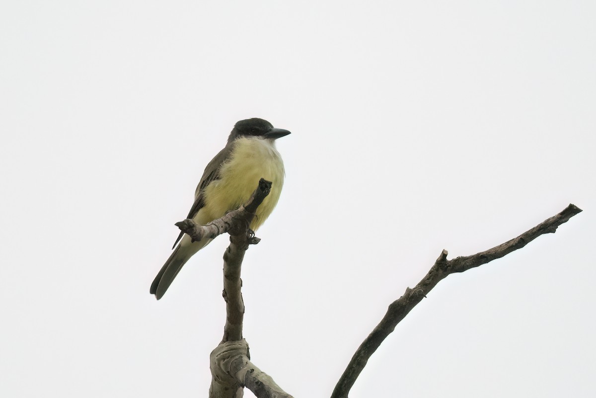 Dickschnabel-Königstyrann - ML527601391