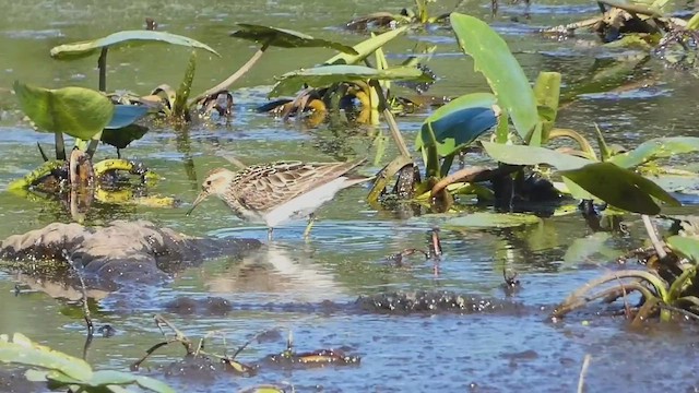 アメリカウズラシギ - ML527602581